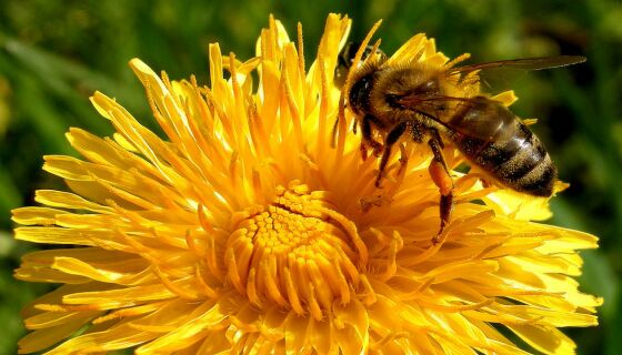 Прием на проекти по Мярка „Техническа помощ за пчелари и сдружения на пчелари” на Националната програма по пчеларство започва от 15 октомври