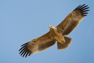 Aquila imperiale; Eastern Imperial Eagle; Aquila heliaca